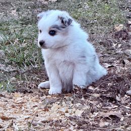 Krispies - Blue merle female Australian Shepherd puppy in Warsaw, Missouri from Siercks Ranch Aussies