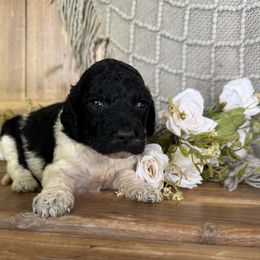 Chloe - Black female Labradoodle puppy in English, Indiana from Doodle Darlings