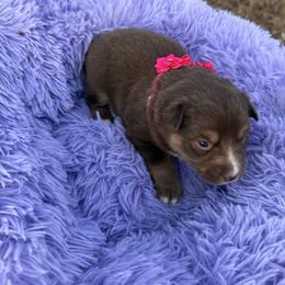Red tri snip - Red tri female Miniature Australian Shepherd puppy in Graham, North Carolina from Thompson Farm Mini Aussies