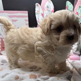 Ivy - Apricot female Maltipoo puppy in Colonial Beach, Virginia from BeachRidge Pups