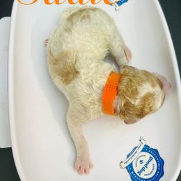 Sadie - Parti female Poodle puppy in Mobile, Alabama from Semmy’s Standard Poodle LLC