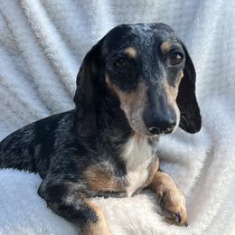 Ceasar - Dachshund