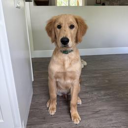 Oliver - Golden male Golden Retriever puppy in Fair Grove, Missouri from Roepke Golden Retrievers