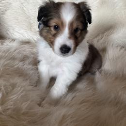 Shetland Sheepdog Puppies from Chas Petersen