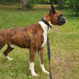 Rex - Boxer