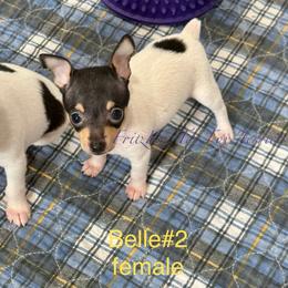 Girl 2 - White black and tan female Toy Fox Terrier puppy in Wayne, Oklahoma from FritzFox Toy Fox Terriers