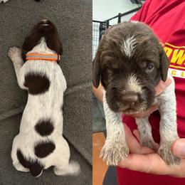 Orange - Brown and gray male Wirehaired Pointing Griffon puppy in New Virginia, Iowa from Heritage Hills WPGs