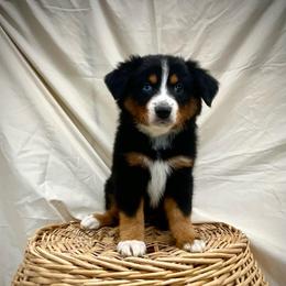Jade (With Natural Tail) - Black tri female Miniature Australian Shepherd puppy in Liberty, South Carolina from Alexander Canines