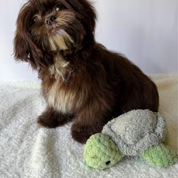 Toes - Liver and white female Shih Tzu puppy in Ocala, Florida from Mimi's Shih-tzus of Ocala