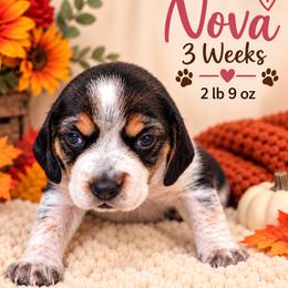 Nova (pink) - Black tan and white female Beagle puppy in Trail, Oregon from Jennifer Knapp's AKC Beagles