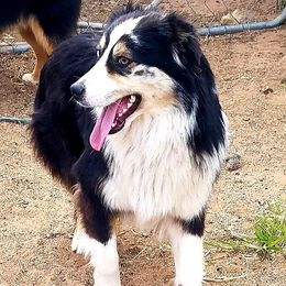 Mushka - Miniature Australian Shepherd