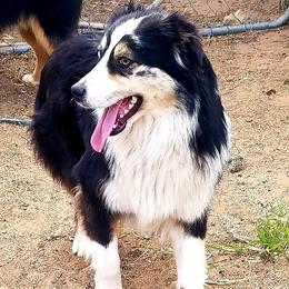 Mushka - Miniature Australian Shepherd