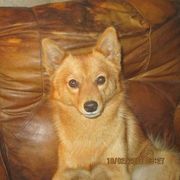 Finnish Spitzs from Mary's Pups