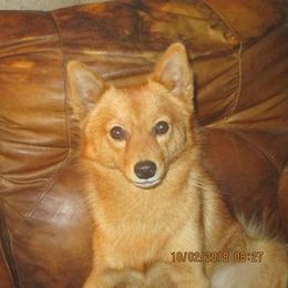 Finnish Spitzs from Mary's Pups