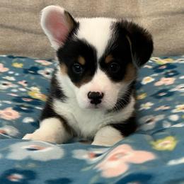 Banks - Black and tan male Pembroke Welsh Corgi puppy in Waco, Texas from The Comma Corgis