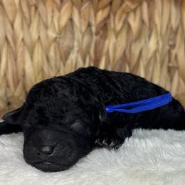Royal blue - Black male Goldendoodle puppy in Cleveland, Georgia from The O.G. Doodles