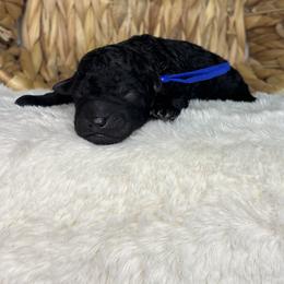 Royal blue - Black male Goldendoodle puppy in Cleveland, Georgia from The O.G. Doodles