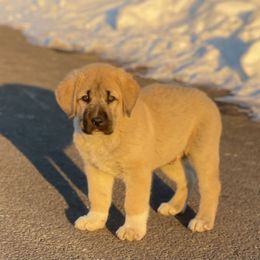 Anatolian Shepherd Dog Puppies from Wild Rooster Family Farm