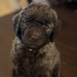 Labradoodle Puppies from AV Cares Doodles