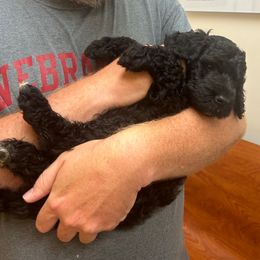 Harry - Black male Goldendoodle puppy in Wichita, Kansas from Jaeckels Doodles