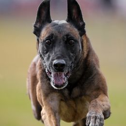 Belgian Malinois and Labrador Retrievers from Barbihaus Kennels
