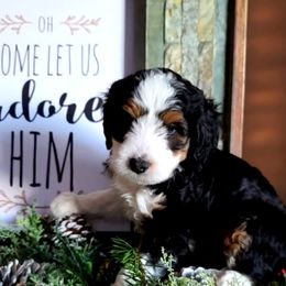 Bernedoodle and Labradoodle Puppies from Reid Wasatch Doodles