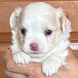 Malibu - Cream male Chihuahua puppy in Menifee, California from Lane’s Little Long Coats