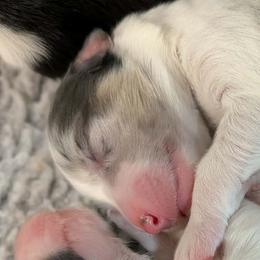 Girl 1 - Blue merle female Australian Shepherd puppy in Kittanning, Pennsylvania from Shadomoon