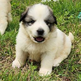 OFA Health Tested PURPLE - White and badger Great Pyrenees puppy in Lynchburg, Tennessee from Flashlight Farmers AKC Great Pyrenees
