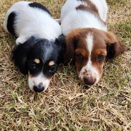 Dachshund Puppies from Leslie Martinez
