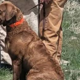 Chesapeake Bay Retrievers from Blue Skye Chesapeakes