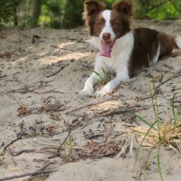 Border Collies from Destined Stars Border Collies
