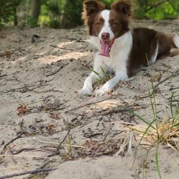 Border Collies from Destined Stars Border Collies