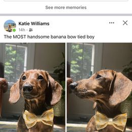 Dachshund All Grown Up from RVA Dachshunds