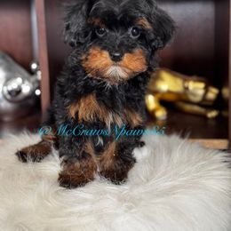 Cavapoo, Maltipoo, and Poodle Puppies from McCraws N Paws