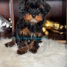 Cavapoo, Maltipoo, and Poodle Puppies from McCraws N Paws