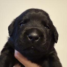 Mr Red - Black male Labrador Retriever puppy in Clinton, Tennessee from Summer Rose