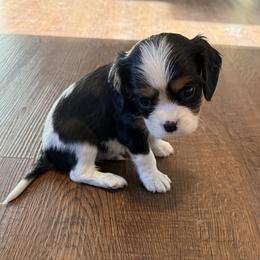 Smaller sweet boy - Tri-color male Cavalier King Charles Spaniel puppy in Clintonville, Wisconsin from Whispering Meadows Performances Horses and Cavalier King Charles Spaniels