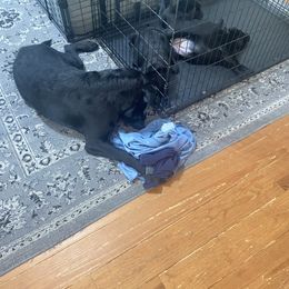 Labrador Retriever Puppies from Iron Lion