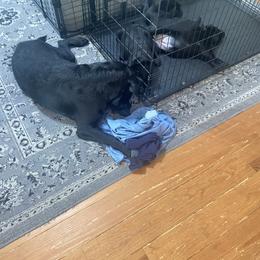 Labrador Retriever Puppies from Iron Lion