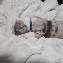 Miniature American Shepherd Puppies from Brandy Burton