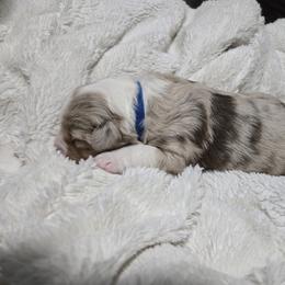 Miniature American Shepherd Puppies from Brandy Burton