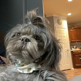 Molly - Shih Tzu