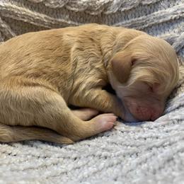 Tate - Apricot male Goldendoodle puppy in Calhoun, Georgia from FamilyLoved Doodles