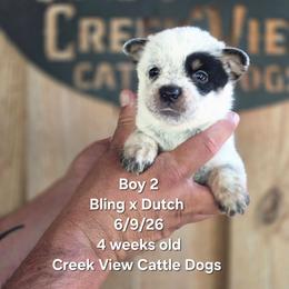 Boy 2 - Blue male Australian Cattle Dog puppy in Monroe, North Carolina from Creek View Cattle Dogs
