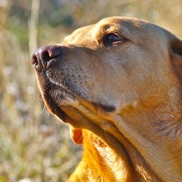 English Cocker Spaniels and Labrador Retrievers from Fenloch Gundogs