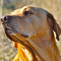 English Cocker Spaniels and Labrador Retrievers from Fenloch Gundogs