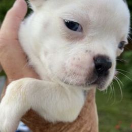 Boston Terriers, Companion Crosses, and French Bulldogs from Donna’s Bostons and Bulldogs