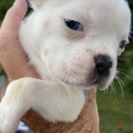 Boston Terriers, Companion Crosses, and French Bulldogs from Donna’s Bostons and Bulldogs