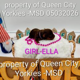 Ella( Fitzgerald) - Chocolate and tan female Yorkshire Terrier puppy in Charlotte, North Carolina from Queen City Yorkies